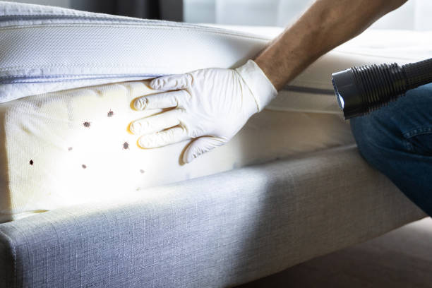 Best Termite Control Services  in Crooks, SD