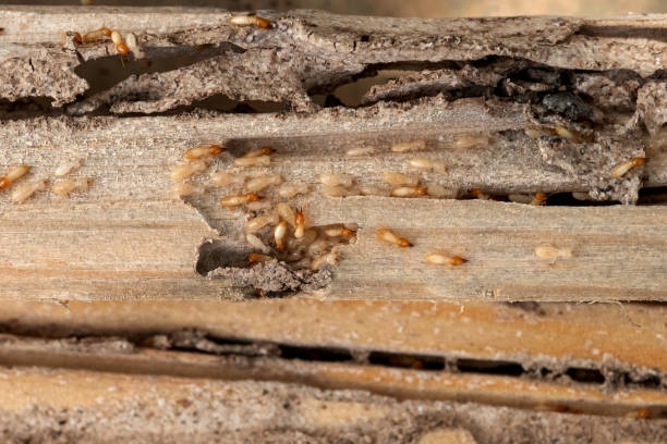 Crooks, SD Pest Control Company